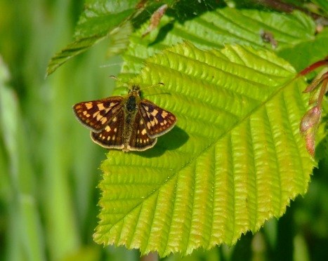 Carterocephalus palaemon Carterocephalus palaemon