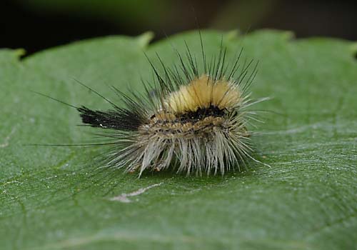 malutka g±sieniczka? malutka g±sieniczka?