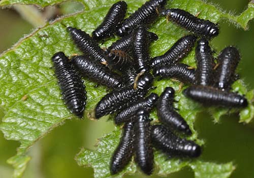 Susówka dębowa Susówka dębowa