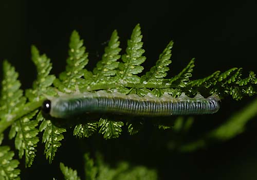 Gorce czerwiec Gorce czerwiec