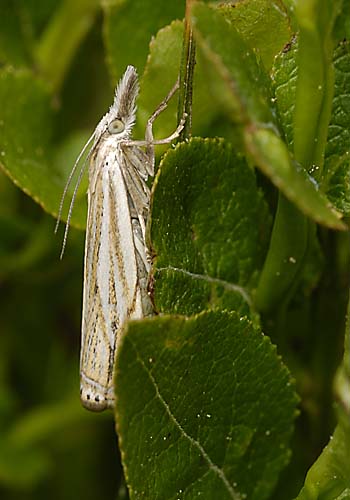 malutki elegant malutki elegant