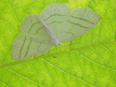 Jaki to gatunek ? Jaki to gatunek ?