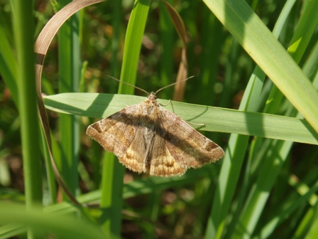 Jaki to gatunek ? Jaki to gatunek ?