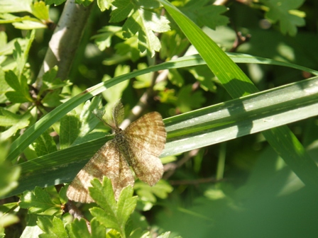 Jaki to gatunek ? Jaki to gatunek ?