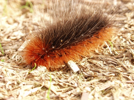 Nied�wiedzi�wka kaja