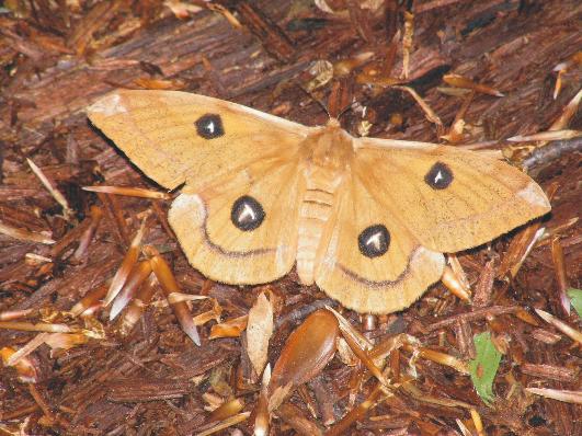 Aglia tau - Lotnica zyska (samica) Aglia tau - Lotnica zyska (samica)