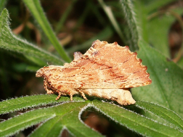 co to jest ? co to jest ?