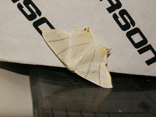 nocny gość nocny gość