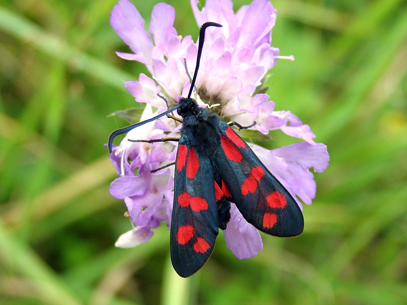 Kraśnik sześcioplamek. Kraśnik sześcioplamek.