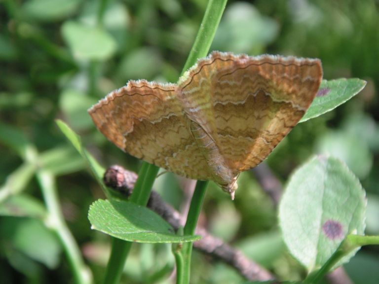 camptogramma bilineata