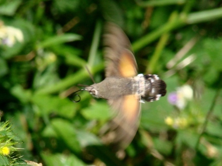 Fruczak go��bek Pieniny 14.07.2007