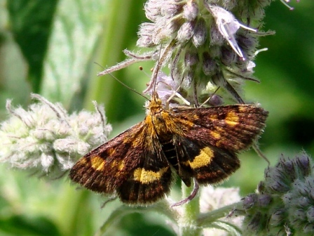Pyrausta aurata 24.07.2007 Pieniny Pyrausta aurata 24.07.2007 Pieniny
