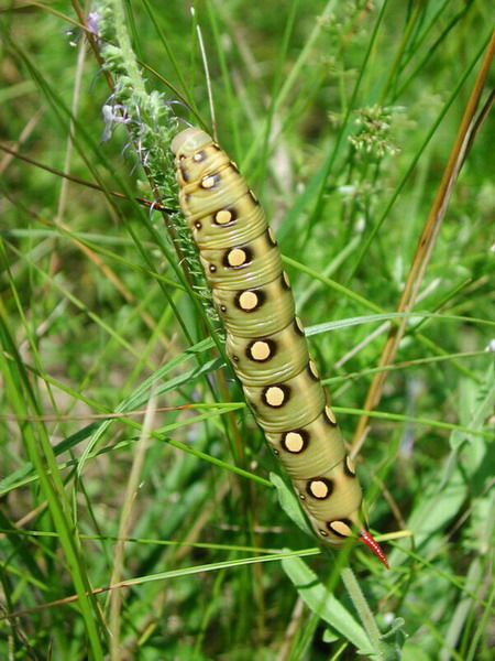 G�sienica przytuliaka