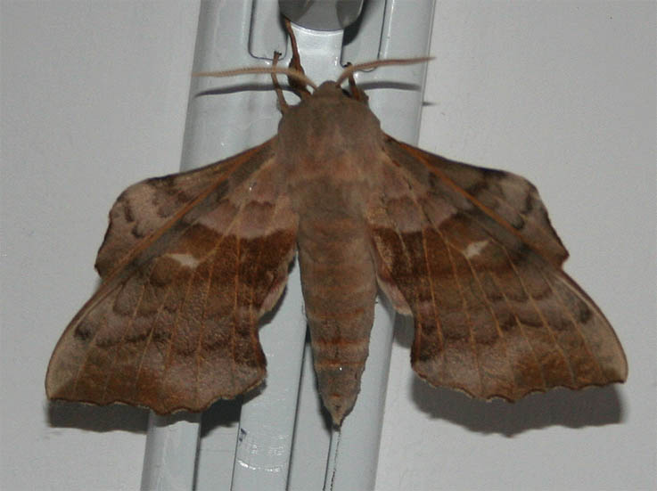 Nastrosz osinowiec? Nastrosz osinowiec?