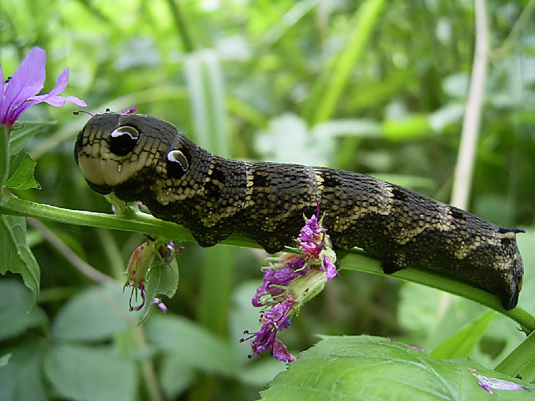 Deilephila elpenor