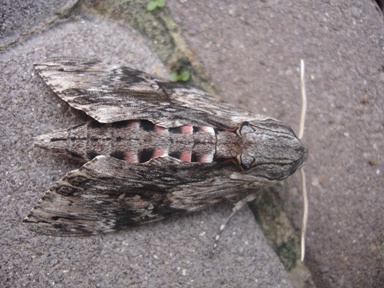 Zawisak powojowiec (Agrius convolvuli)? Zawisak powojowiec (Agrius convolvuli)?