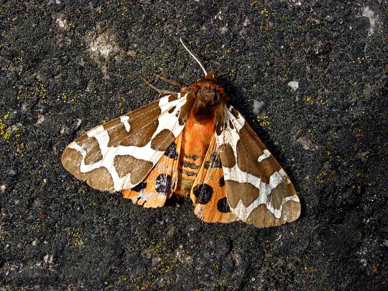 Niedzwiedzi�wka kaja.