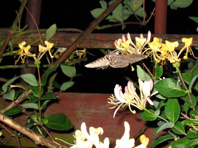 Agrius convolvuli Agrius convolvuli