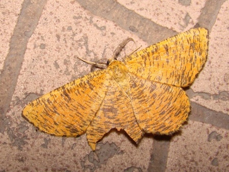 Angerona prunaria 31.08.2007 Pieniny