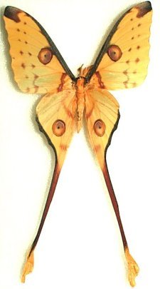 Argema mittrei Argema mittrei