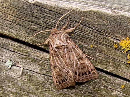 Tholera decimalis - Pieniny 22.08.2007 Tholera decimalis - Pieniny 22.08.2007
