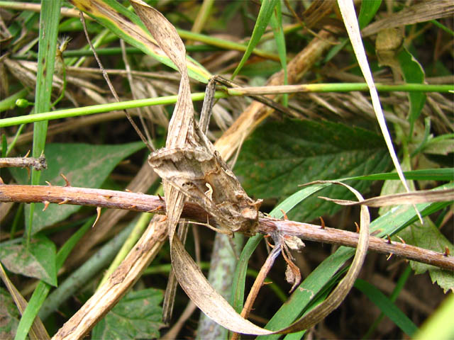 Autographa gamma Autographa gamma