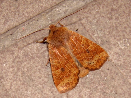 Conistra vaccini 26.10.2007 Pieniny Conistra vaccini 26.10.2007 Pieniny