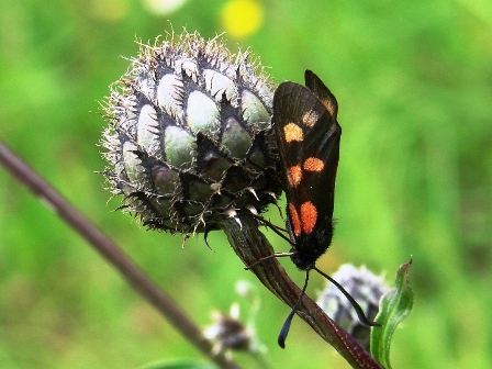 Zygaena filipenduale Zygaena filipenduale