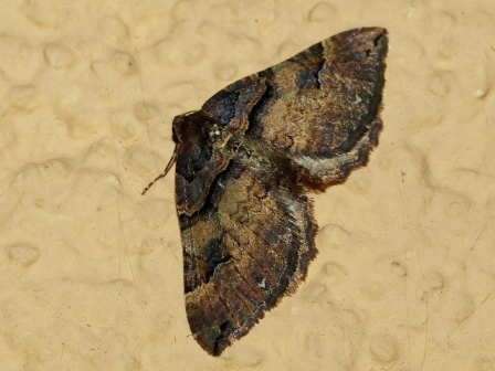 Earophila badiata