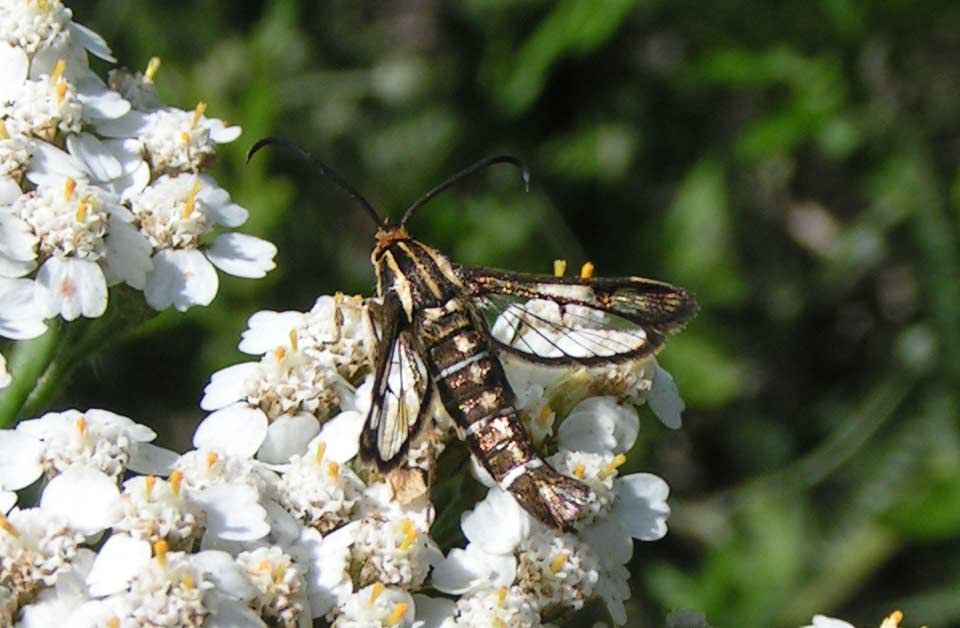 PRZEZIERNIK (?) PRZEZIERNIK (?)