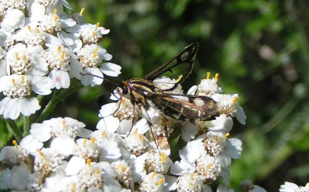 PRZEZIERNIK (?) PRZEZIERNIK (?)