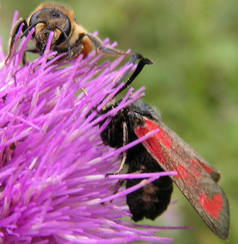 KRAŚNIK ROGALIK- zygaena loti KRAŚNIK ROGALIK- zygaena loti