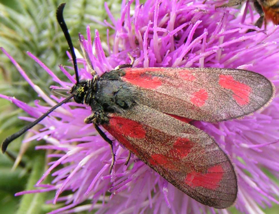 KRA�NIK ROGALIK- zygaena loti