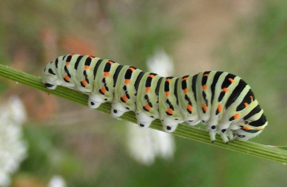 PA� KR�LOWEJ - papilio machaon