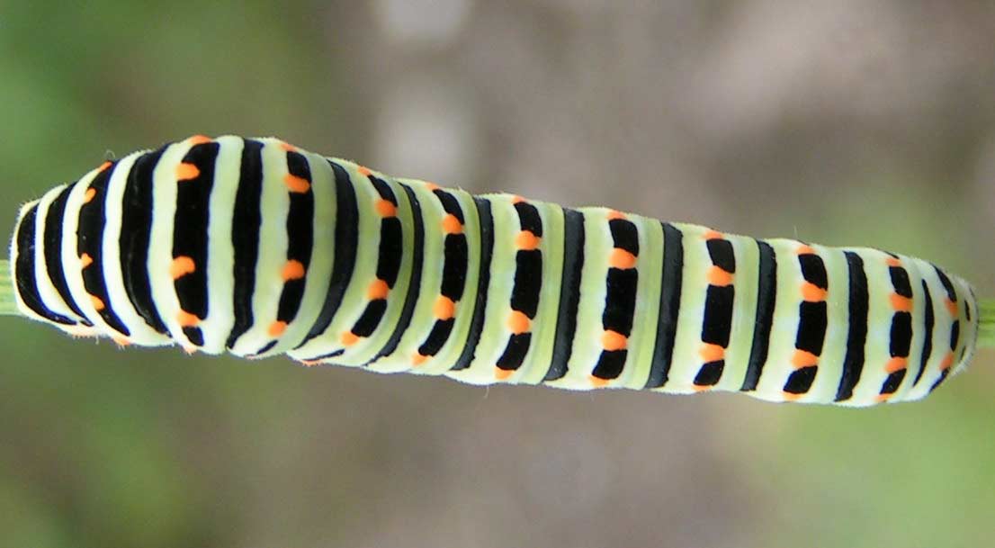 PA� KR�LOWEJ - papilio machaon