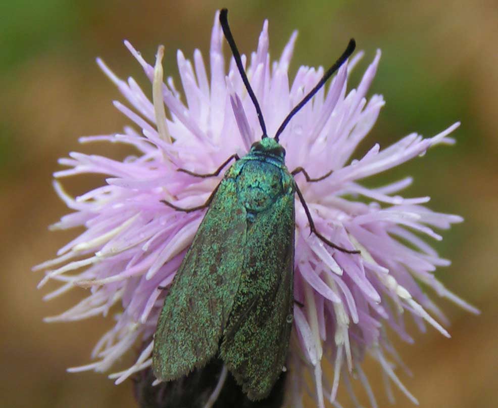 LŚNIAK SZMARAGDEK - adscita staticea LŚNIAK SZMARAGDEK - adscita staticea