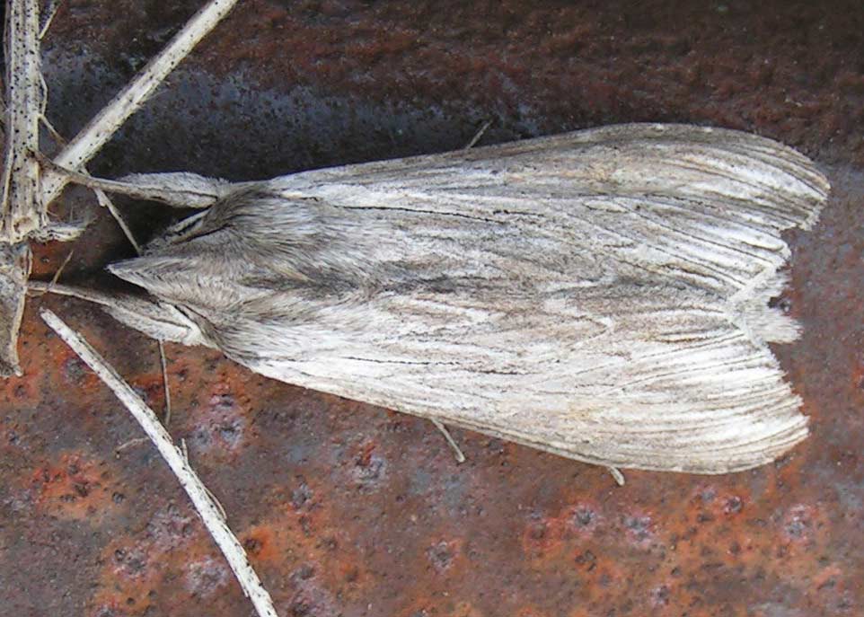 KAPTURNICA MLECZÓWKA - cucullia umbratica KAPTURNICA MLECZÓWKA - cucullia umbratica