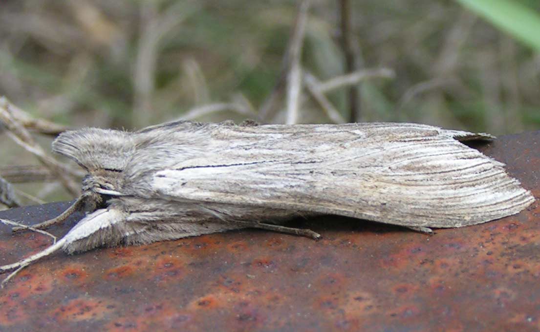 KAPTURNICA MLECZ�WKA - cucullia umbratica