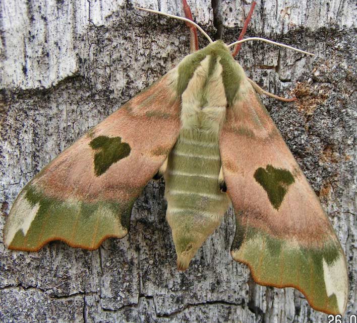 NASTROSZ LIPOWIEC - mimas tiliae NASTROSZ LIPOWIEC - mimas tiliae
