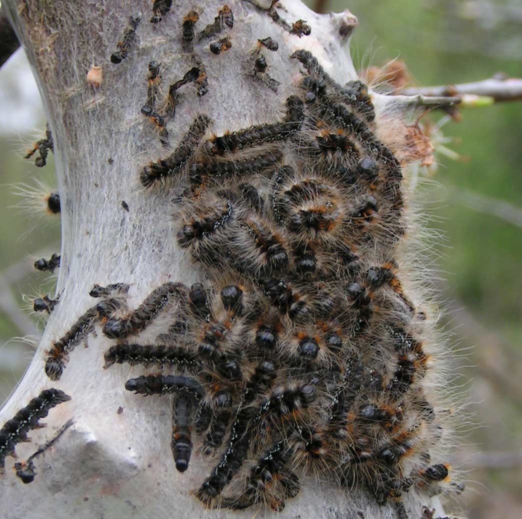 BARCZATKA KATAKS -eriogaster catax