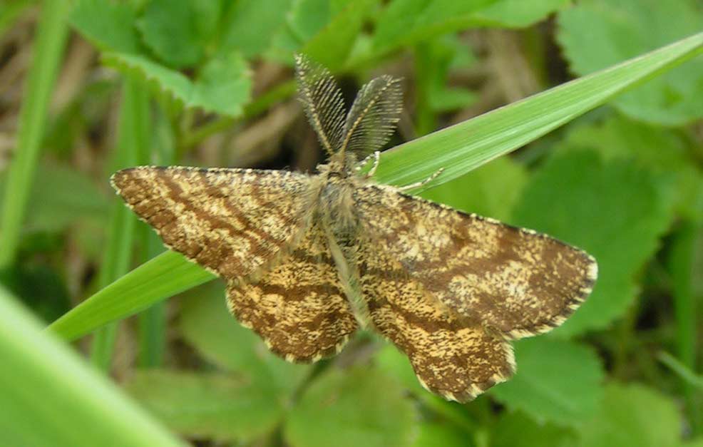POPROCH PYLINKOWIAK - ematurga atomaria POPROCH PYLINKOWIAK - ematurga atomaria