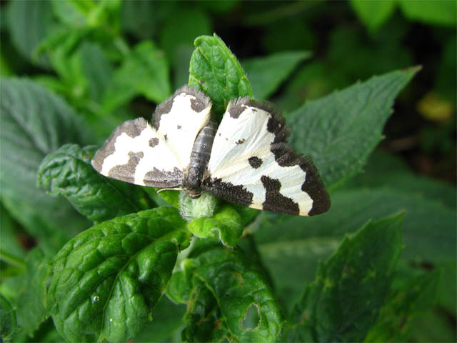 Lomaspilis marginata Lomaspilis marginata