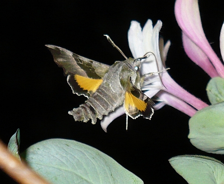 Postojak wiesio�kowiec