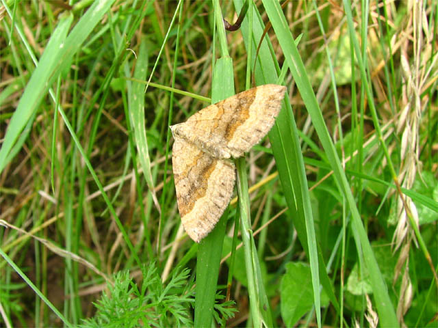 Scotopteryx chenopodiata Scotopteryx chenopodiata