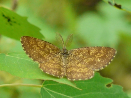 Poproch pylinkowiak (Ematurga atomaria) Poproch pylinkowiak (Ematurga atomaria)