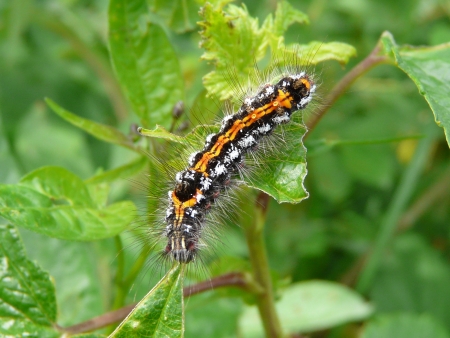 Kupr�wka z�otnica (Euproctis similis)