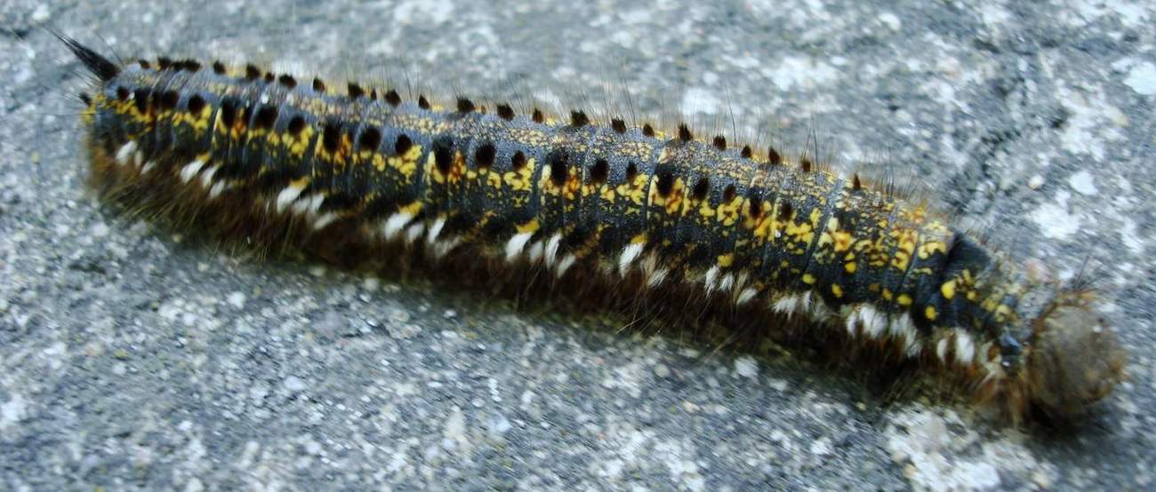 co to jest? co to jest?