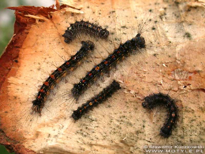 M�ode g�sienice Lymantria dispar