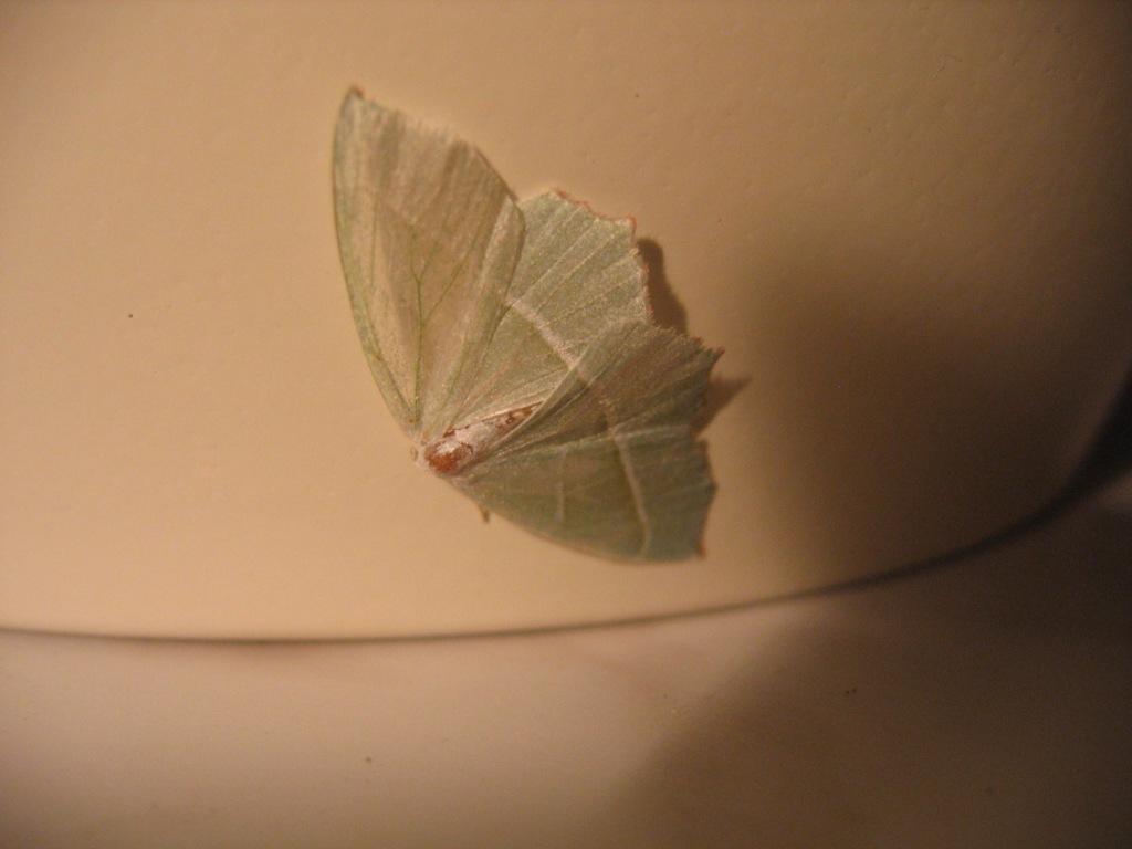 Prosze o informacj�