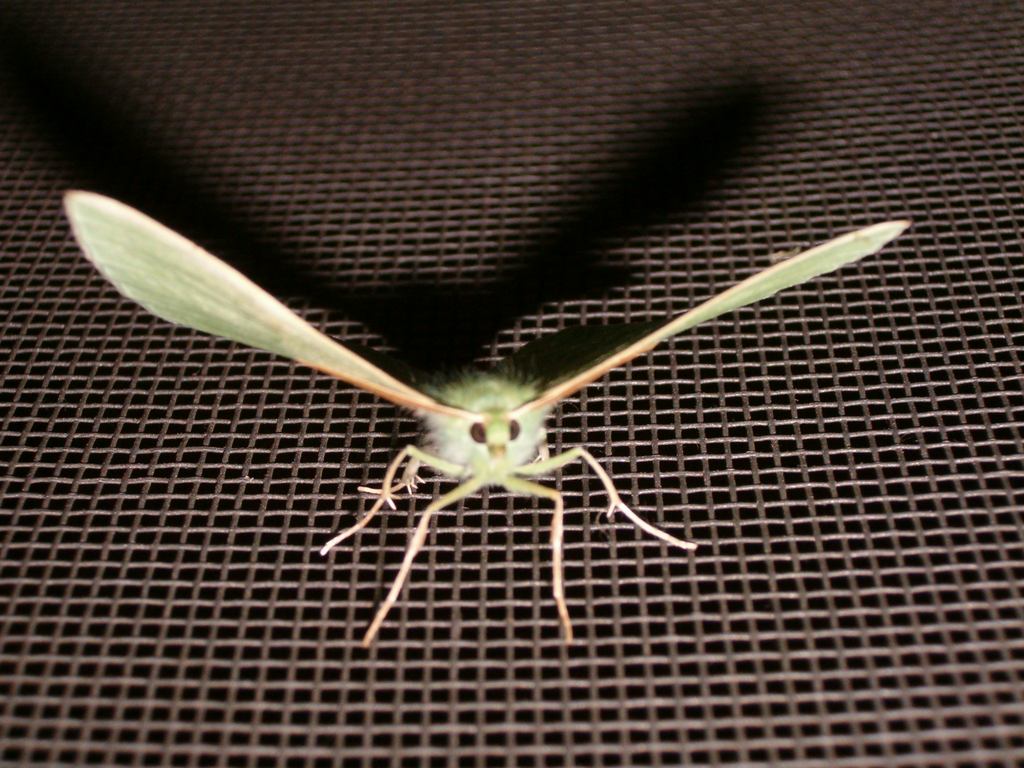 zielone jest pi�kne